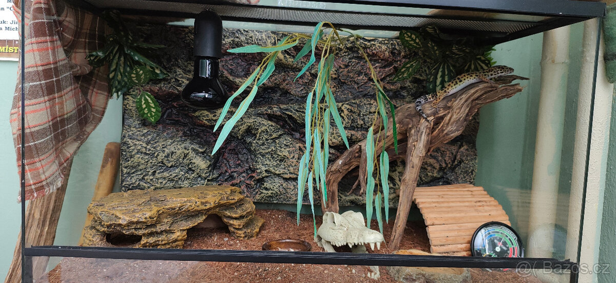 Gekon noční+terárium - 2