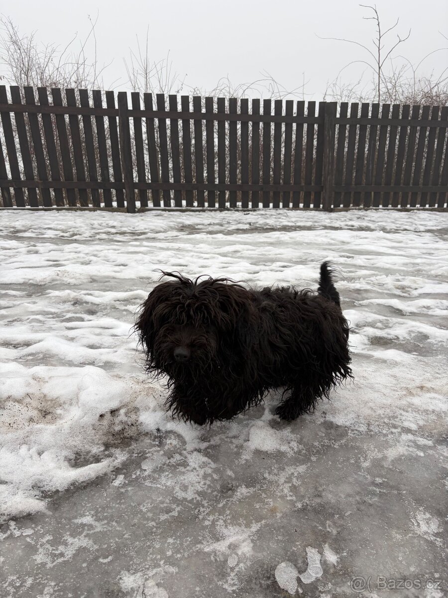 Jezevčík x knírač - 2