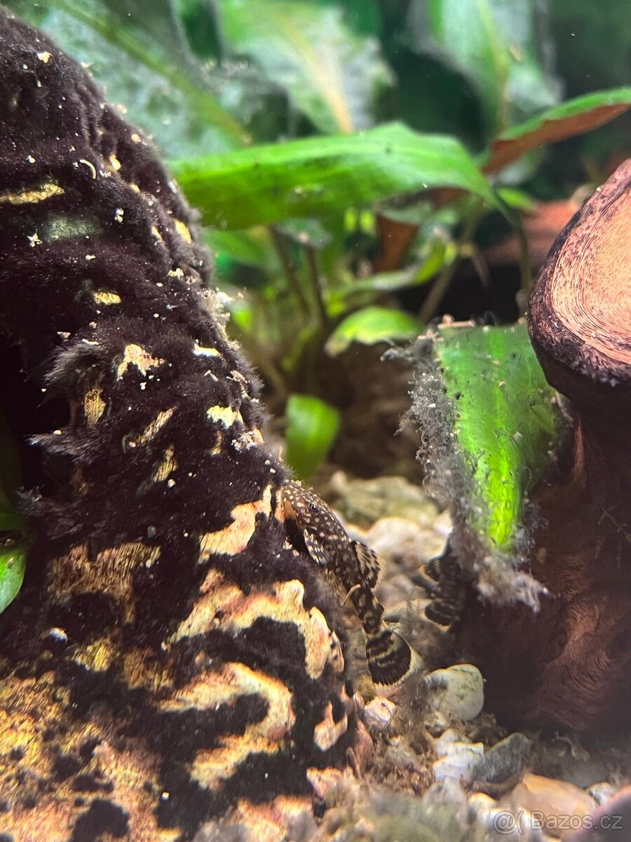 Ancistrus , krunýřovec - 2