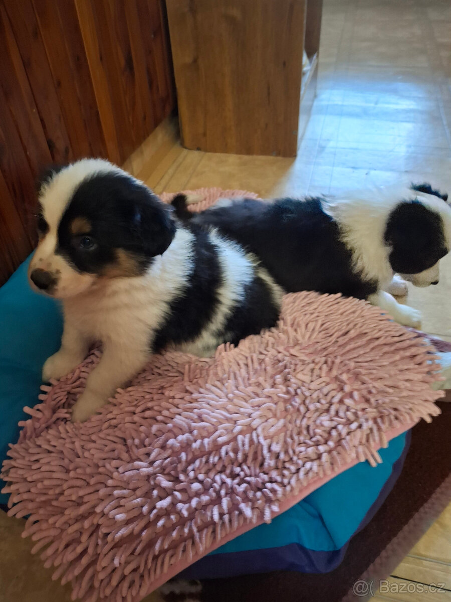 border kolie štěňata - 2