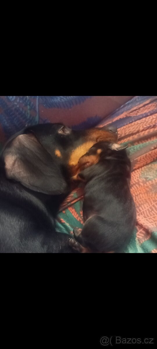 Jezevčík stěně - 2