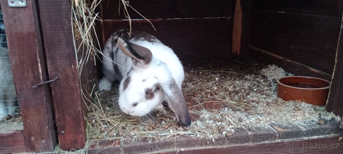 Prodám 2lonske samice 7/2025 - 2