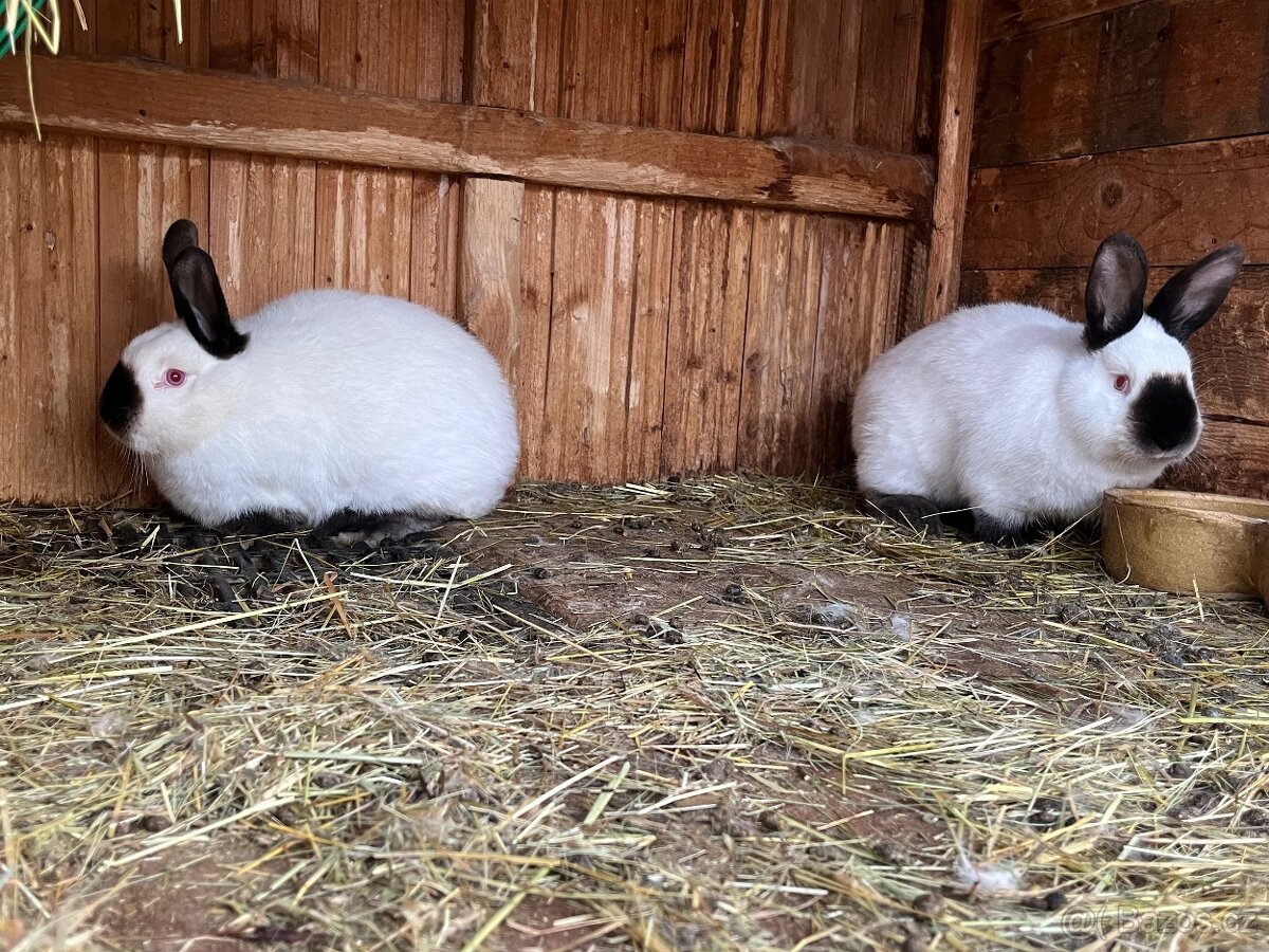 Kalifornský bílý - 2