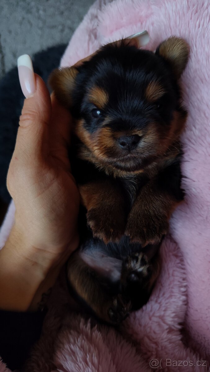 Jorkšírský teriér KLUK - 2