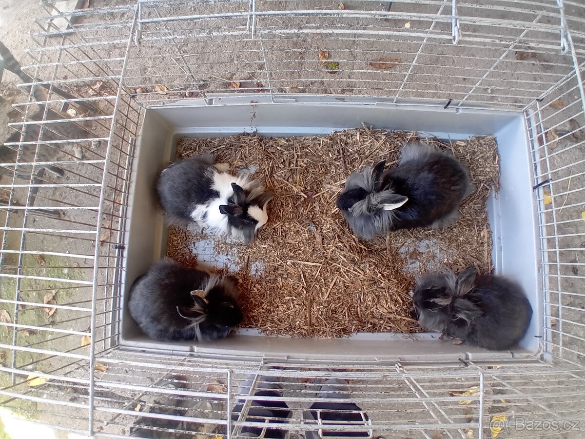 Zakrslí králík - 2