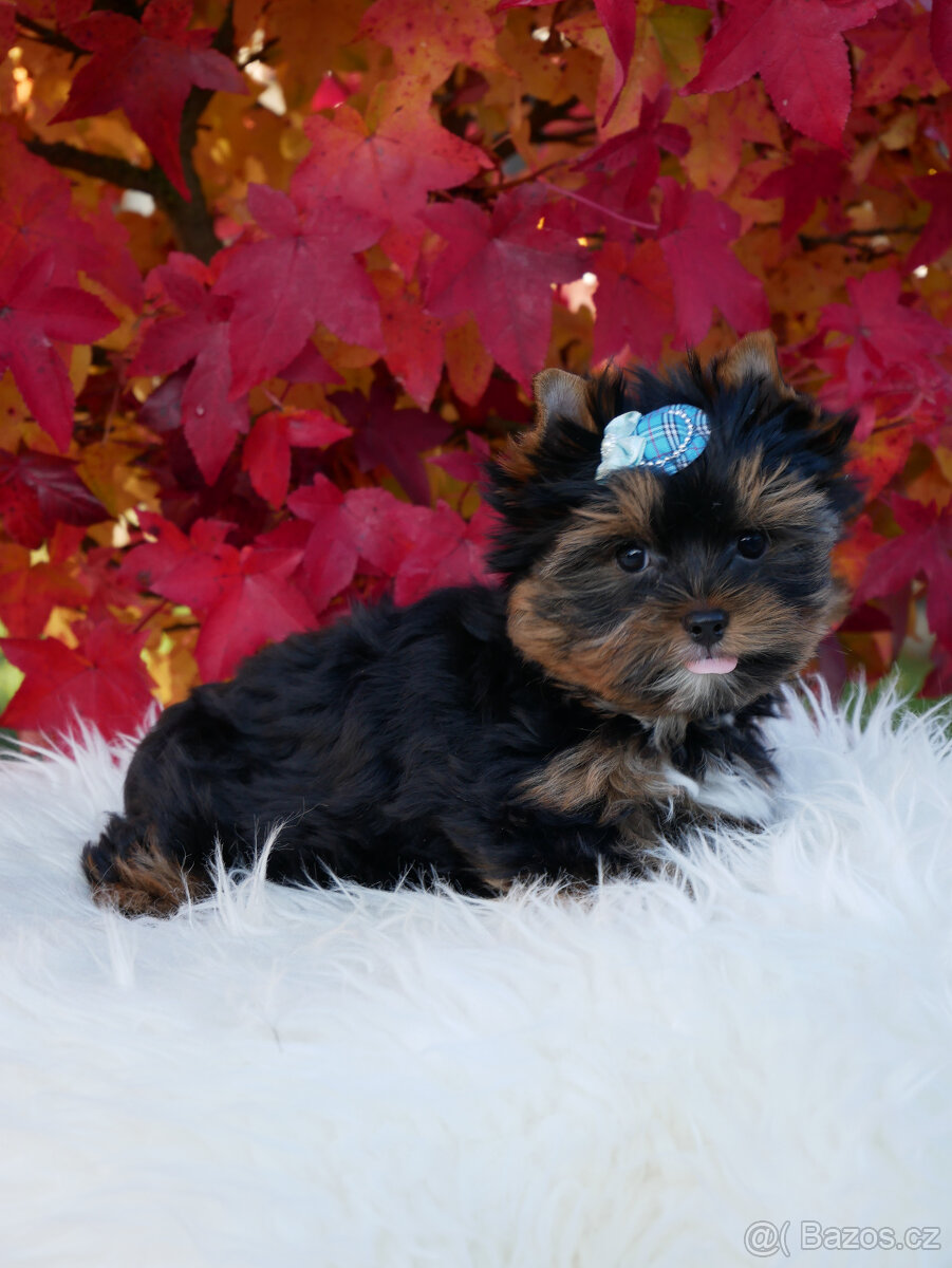 Jorkšírský teriér - spaltbiewer - 2