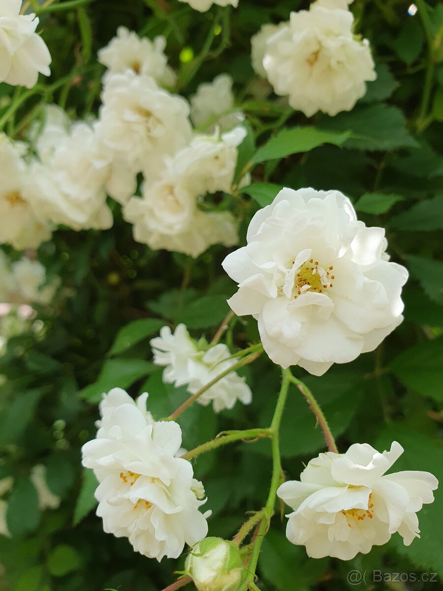Růže drobnokvětá bílá popínavá - 2