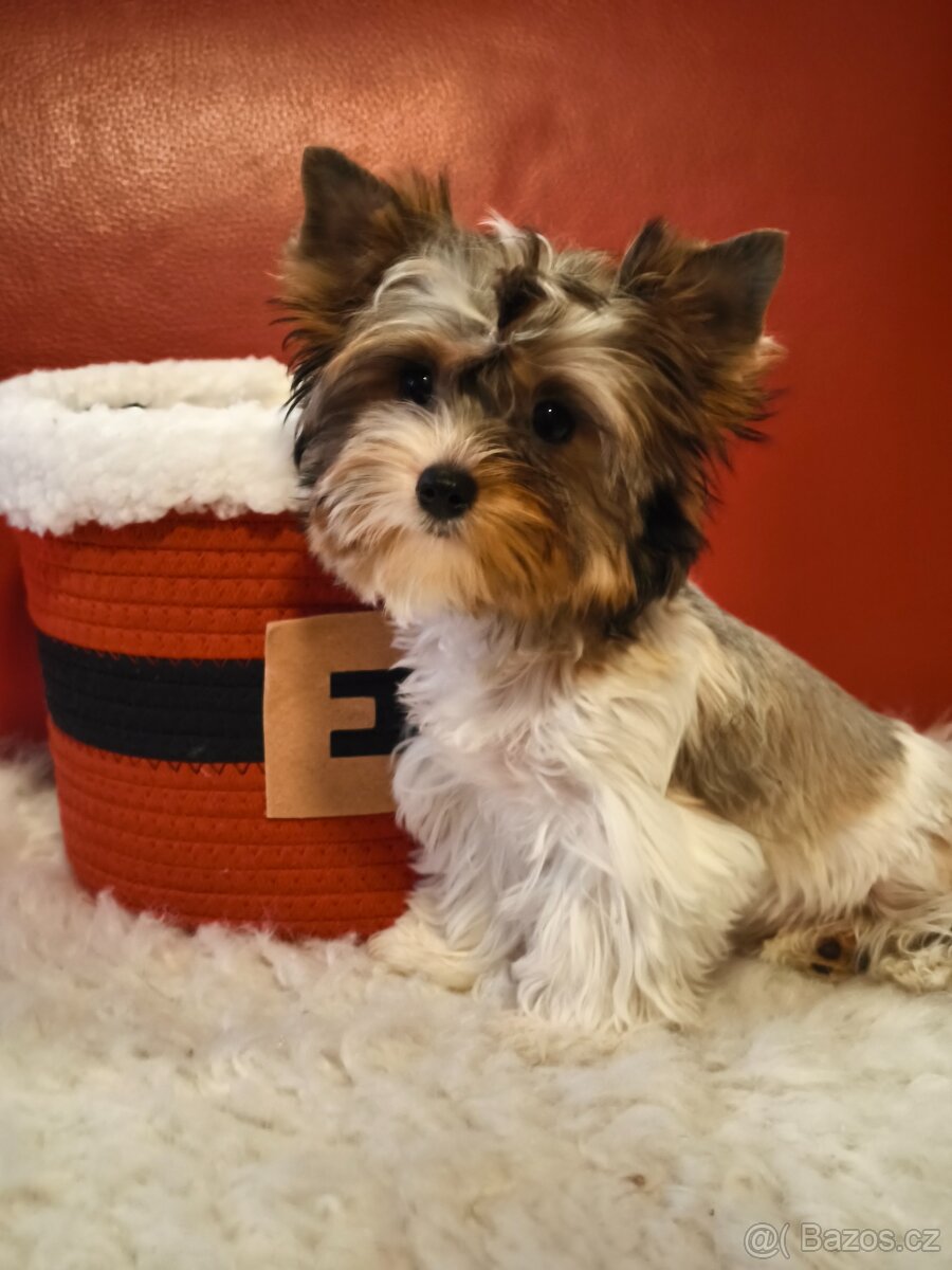 Barevný jorkšírský teriér s pp - 2