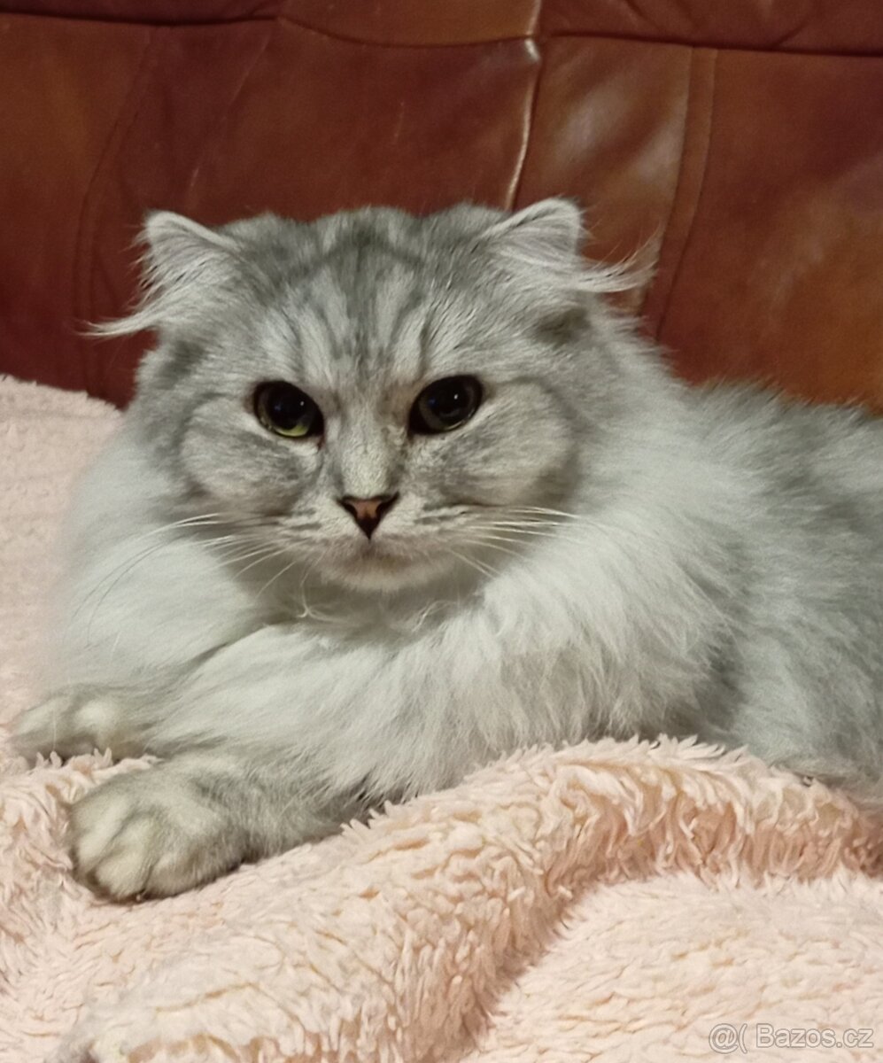 Kočička skotská klapouchá, necelý rok. - 2