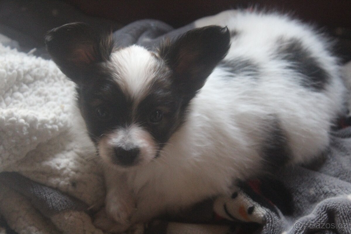 Papillon - pejsek s PP - 2