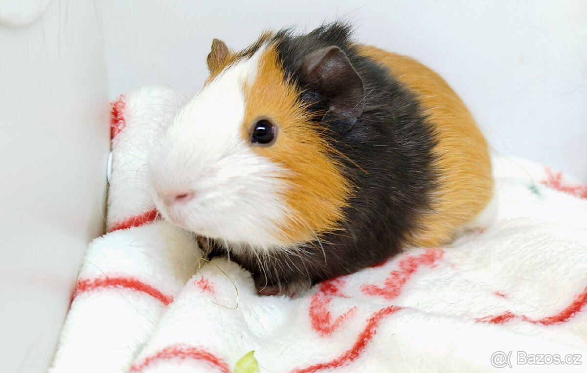 Morče, Morčata, Morčátko, Morčátka - KEVIN - 2