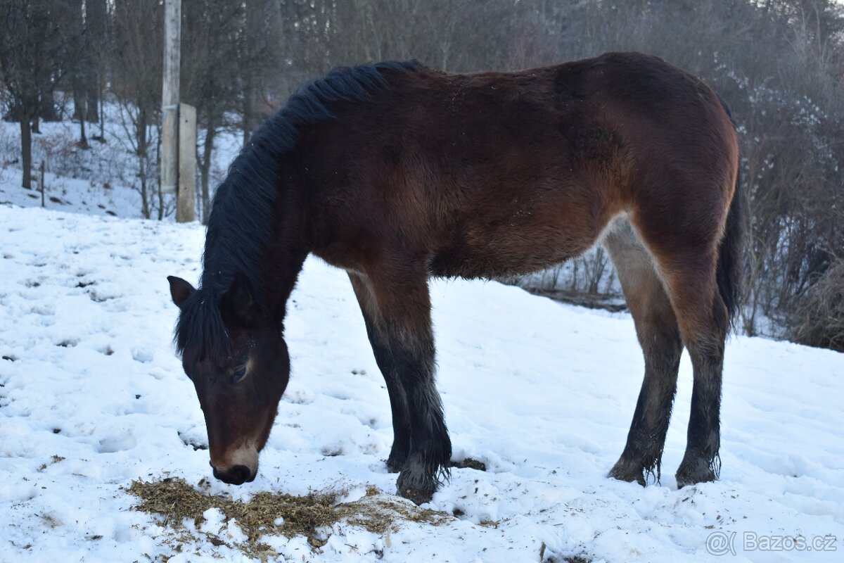 Kobylka - Norik muránsky - 2