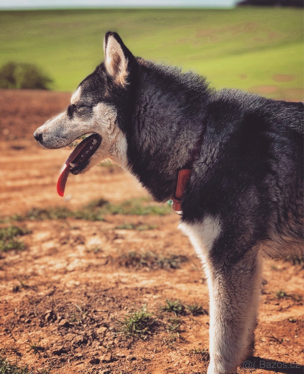 Husky - 2