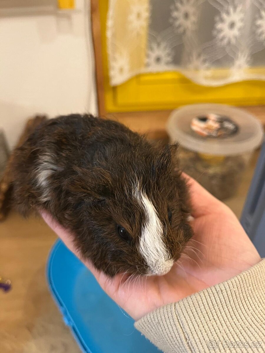 Prodam mladata morcata - 2