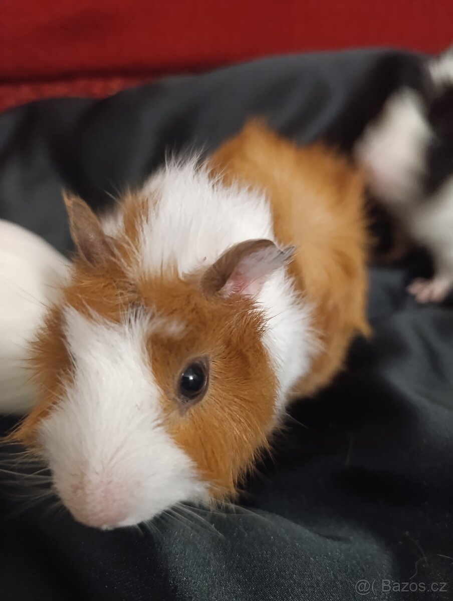 Morcata hladky a rozetovy, 2mesice) - 2