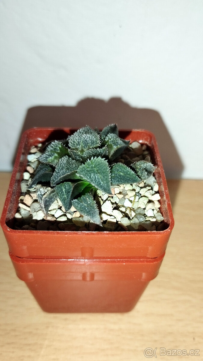 Haworthia Pygmaea ( sukulent ) - 2
