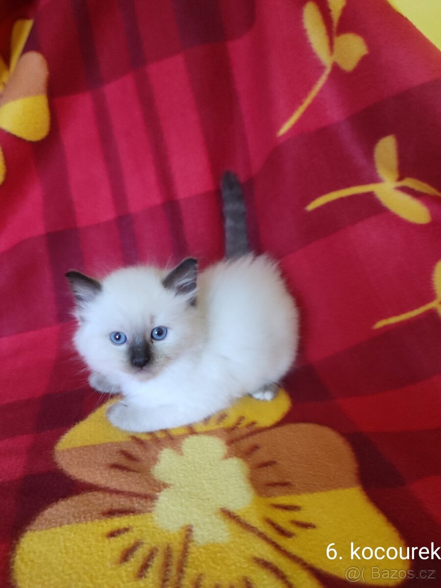 Ragdoll koťátka - 2