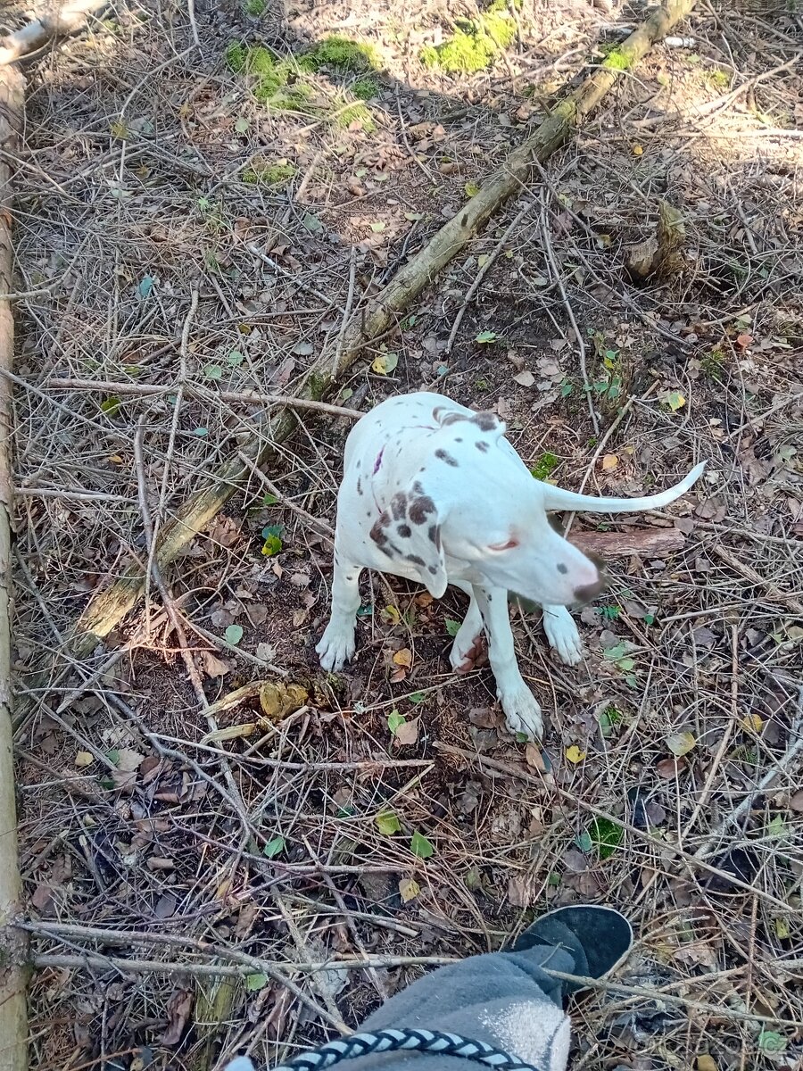 Dalmatin - štěňátko s PP FCI - 2