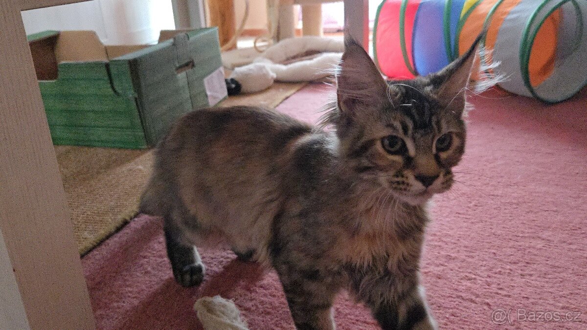 Mainská mývalí kočička, kotě s rodokmenem - 2