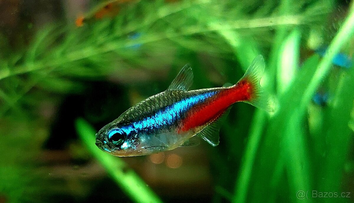 Krásné akvarijní rybičky - 2