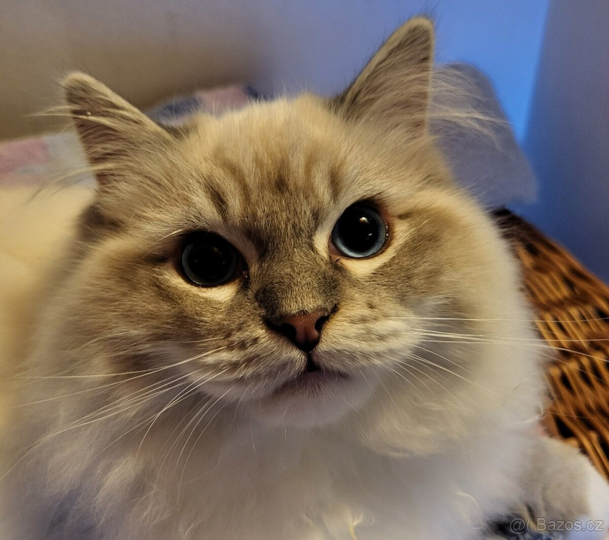 Ragdoll koťata s PP - 2