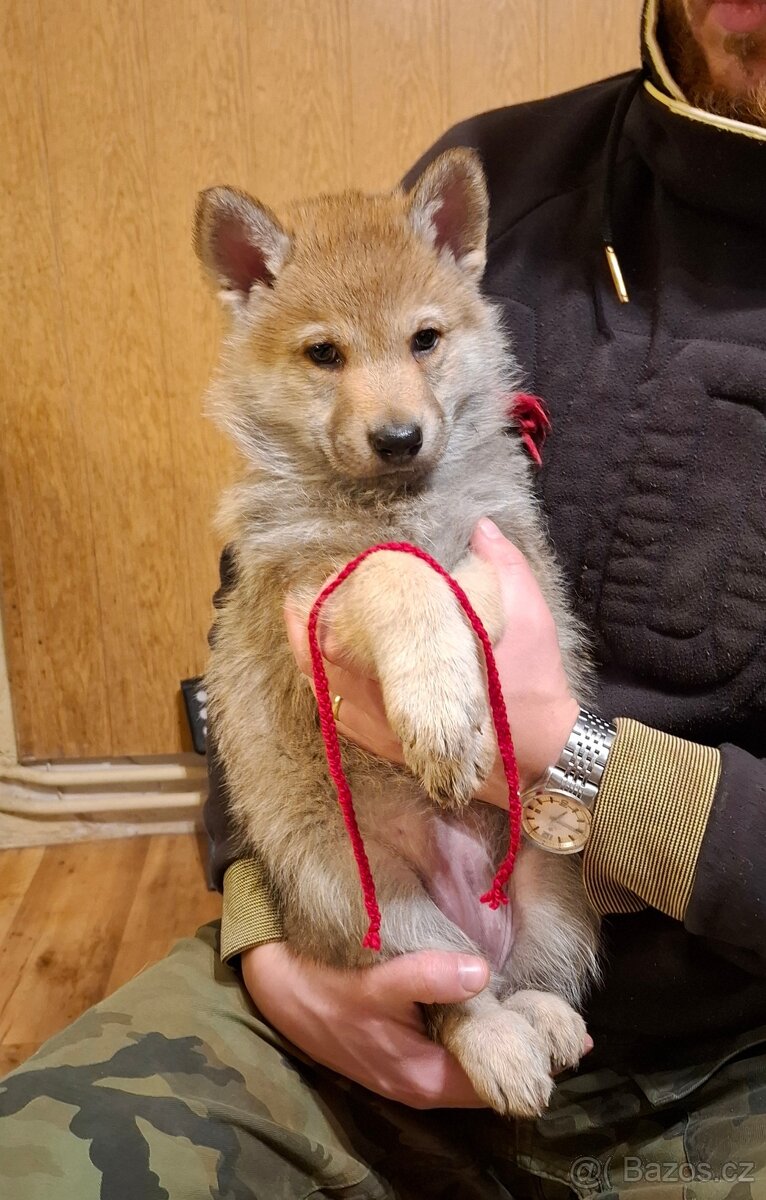 Československý vlčák, štěňata z Tajemné zahrady - 2