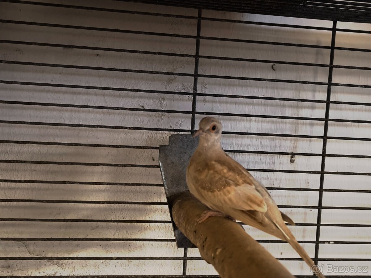 Holoubek diamantový - 2