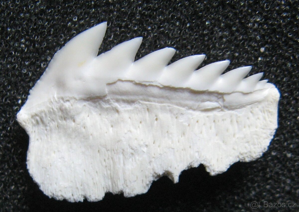 Zub Žralok šedý - 2