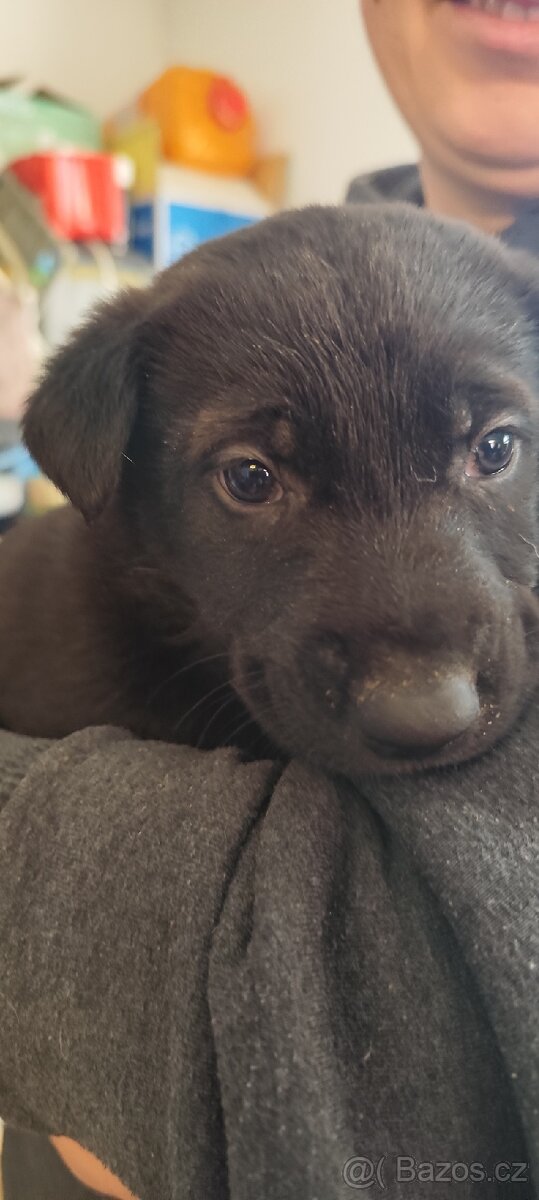 Štěňata k odběru - 2