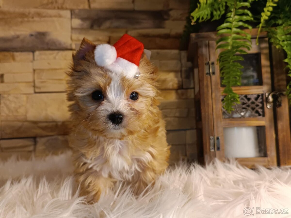 Golddust jorkšírský teriér s PP - 2