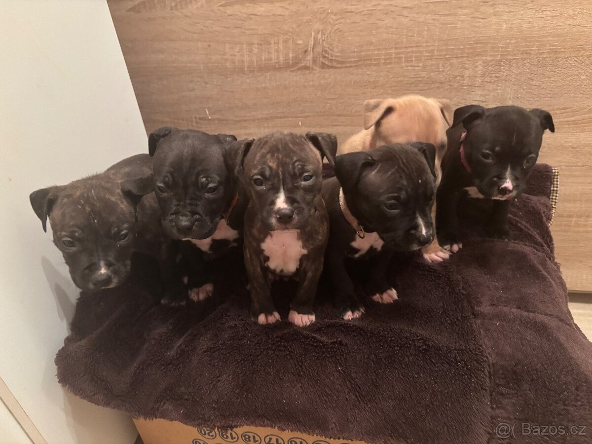 Americký stafordsirsky terier, Stafford, amstaf - 2