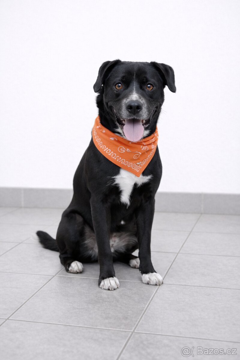 Adriana hledá domov - 2