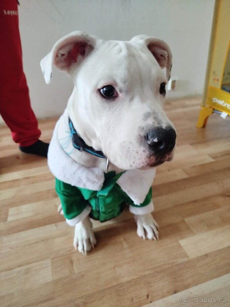 štěně staforda - 2