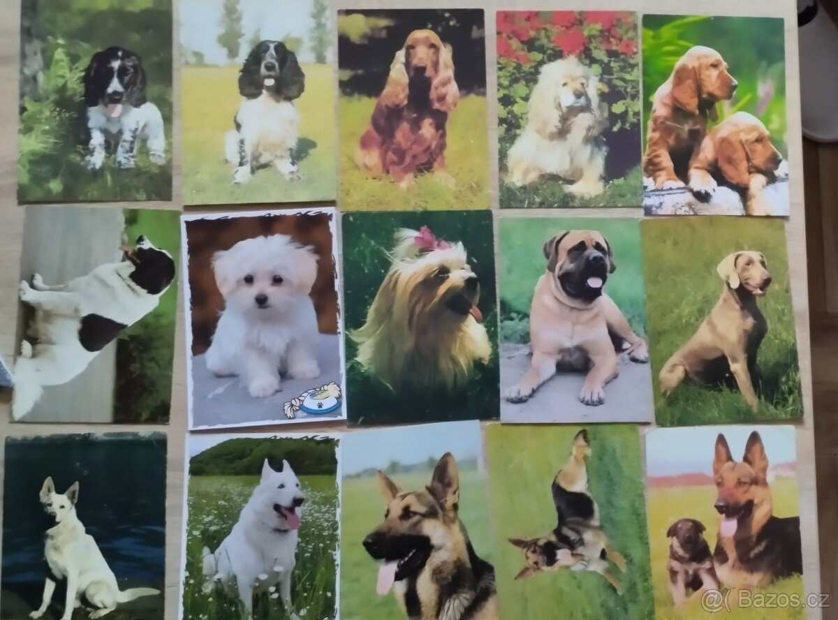 Pohlednice psů, pohledy psů,pes. - 2