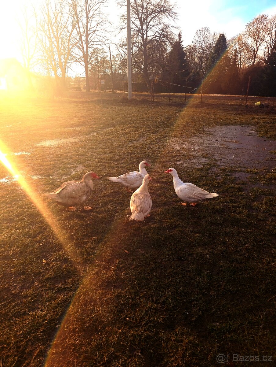 Prodám husy, Indický běžce a kachny pižmové - 2