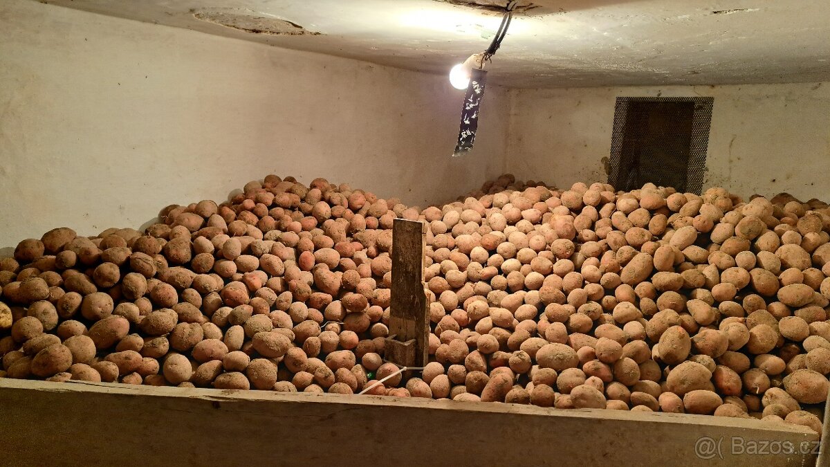 Konzumní brambory - 2