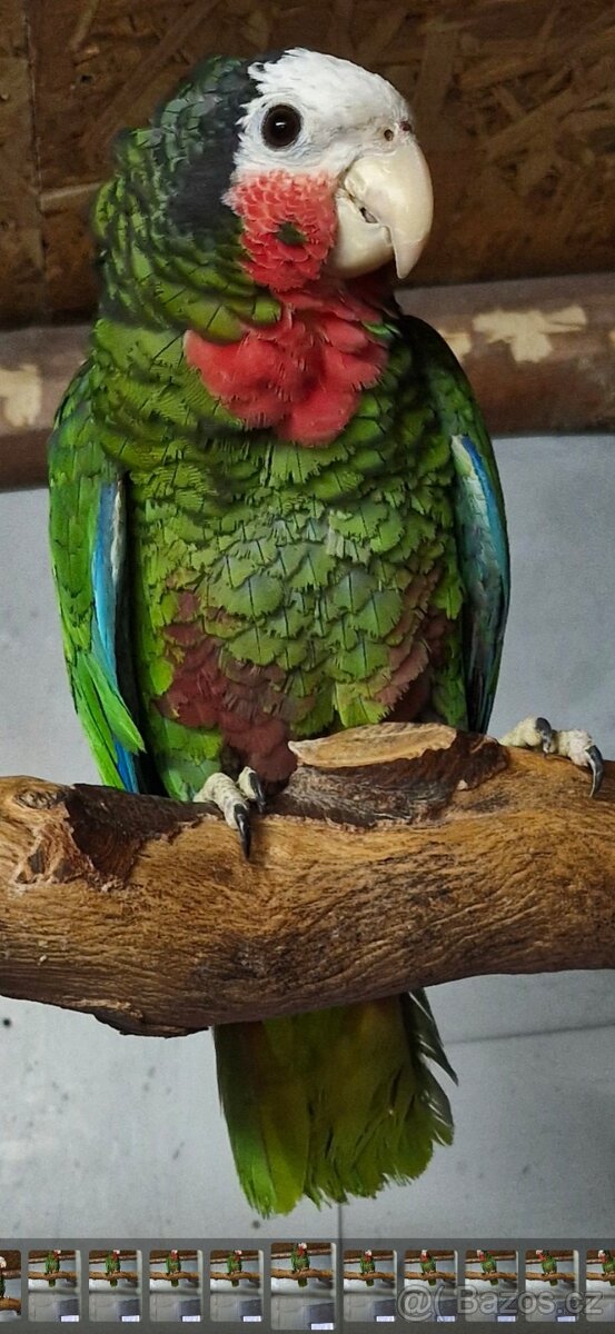 Amazoňan kubánsky - 2