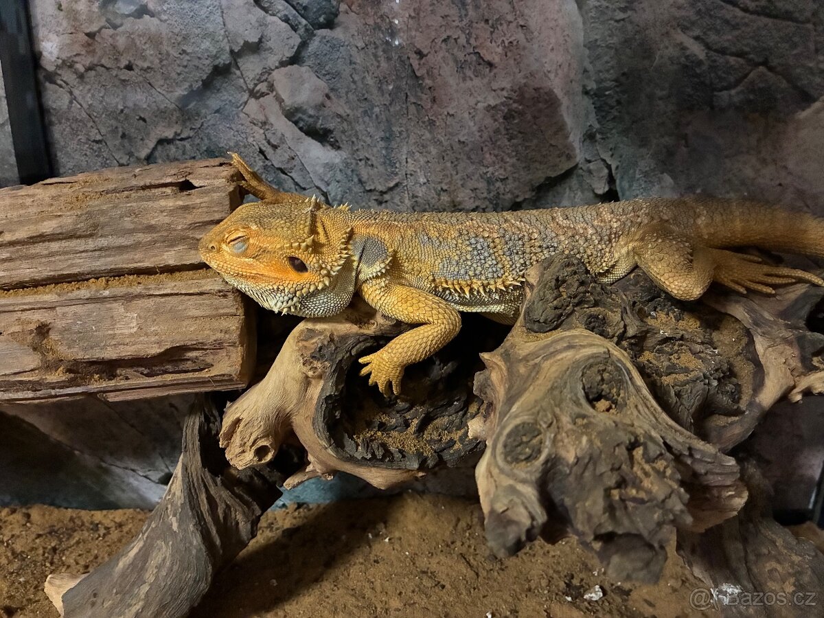 Agama vousatá +chameleon - 2