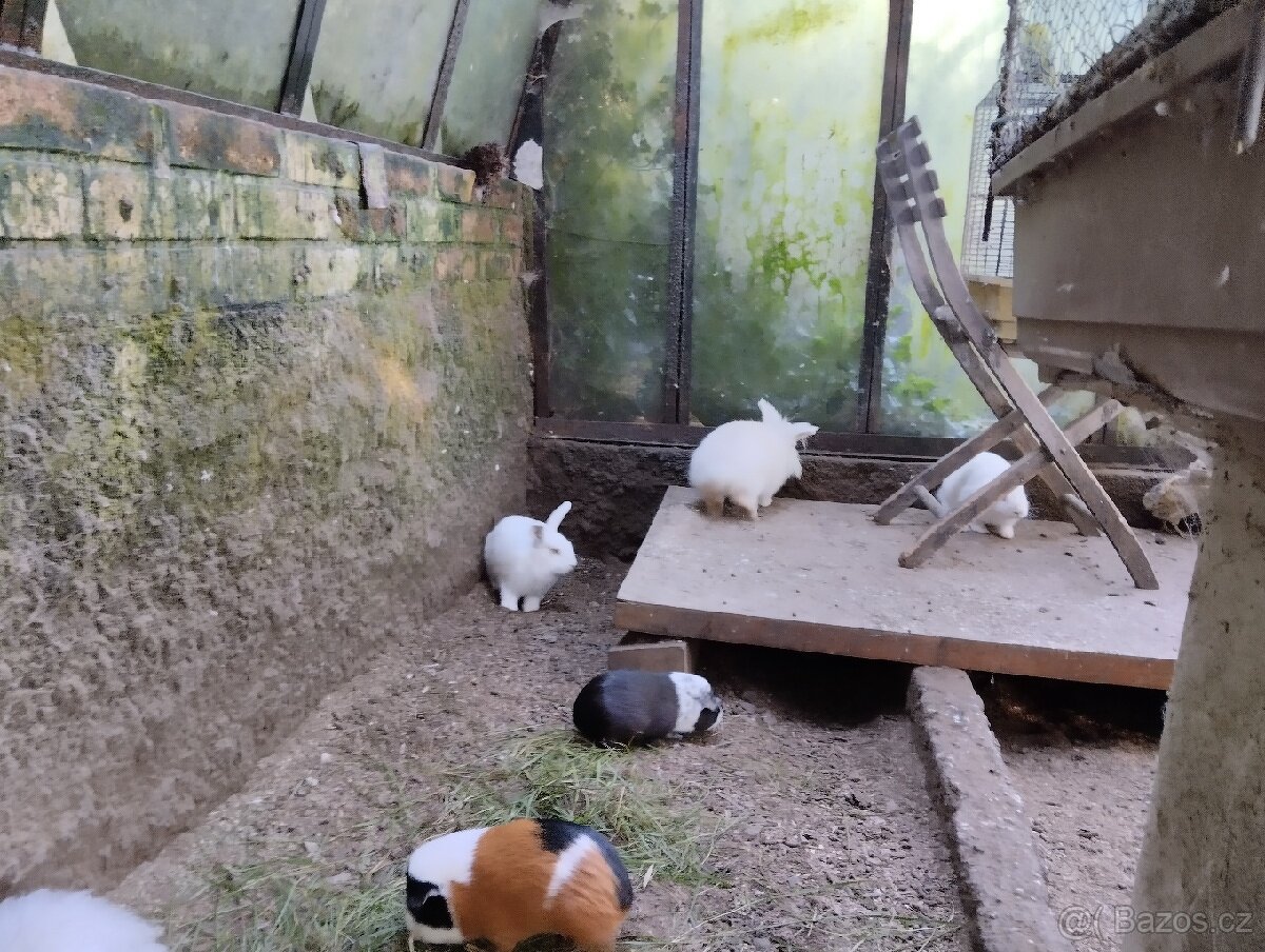 Zakrslý králíček.. daruji... - 2