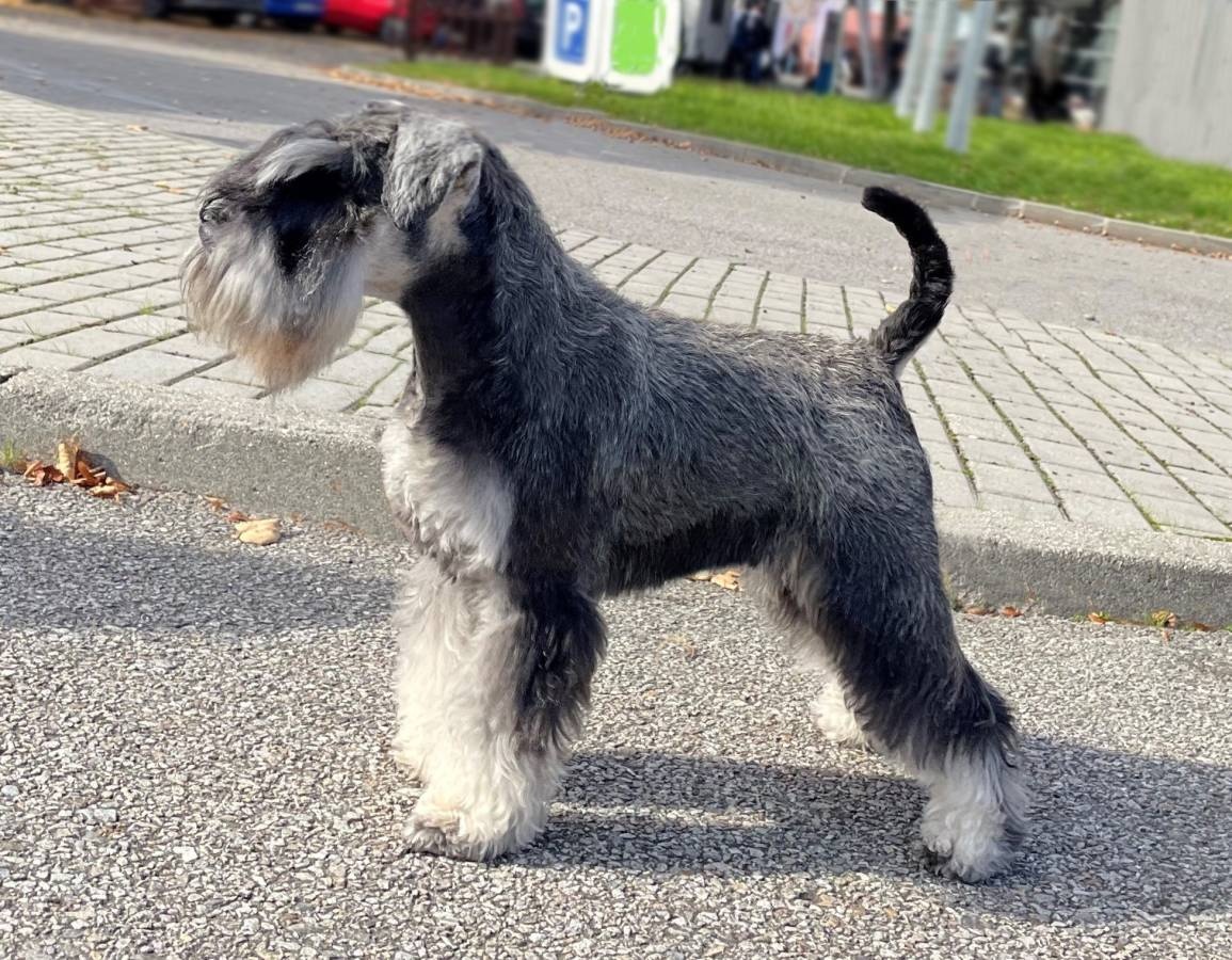 Knírač malý pepř a sůl - 2