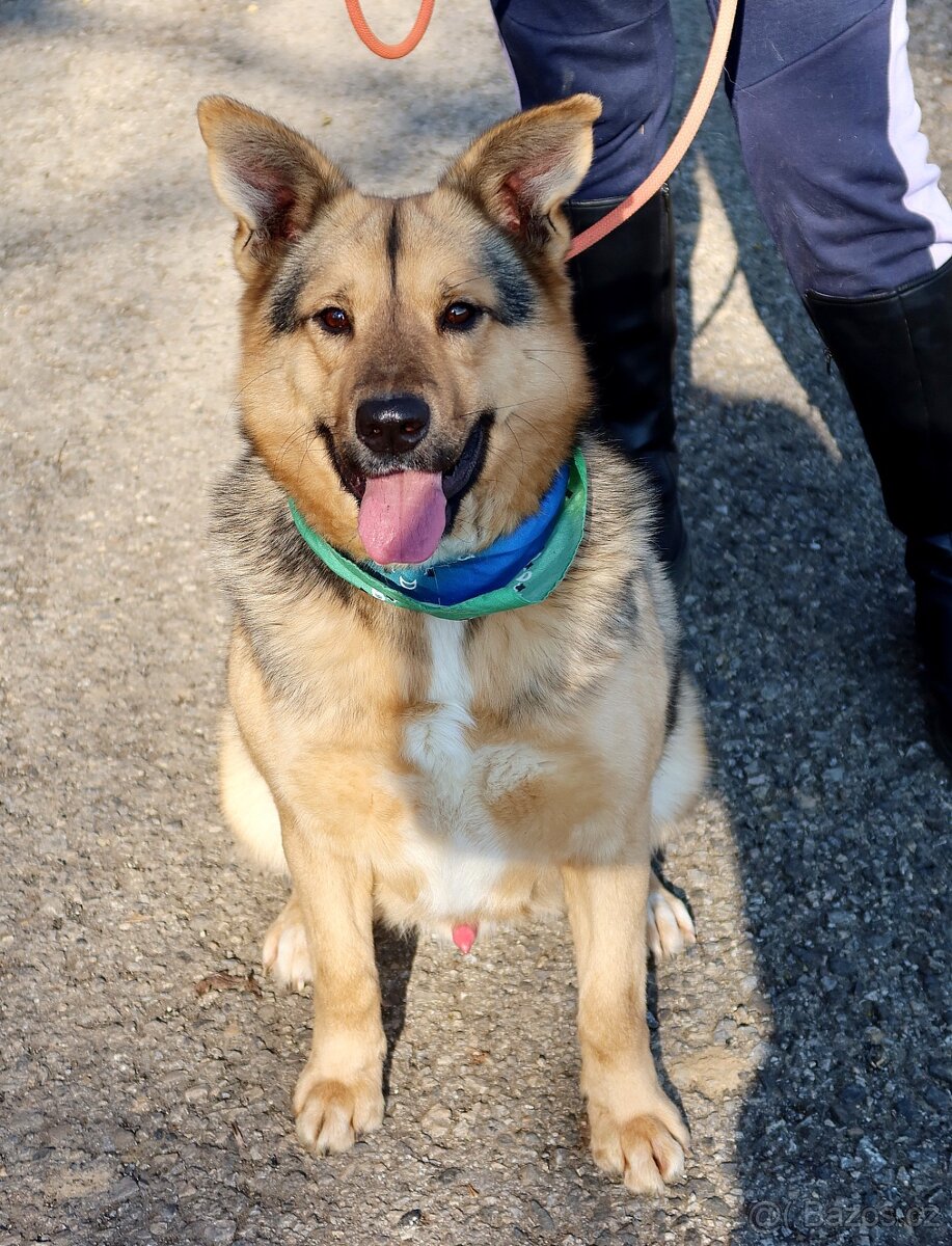 HAKIM K ADOPCI - 3 ROKY, KRÁSNÝ,PŘÁTELSKÝ,HRAVÝ - 2