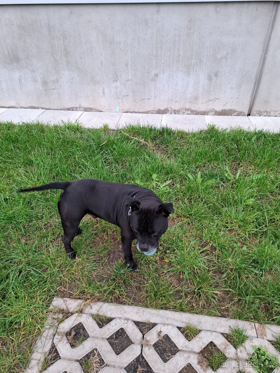 Stafordšírský bulteriér - 2