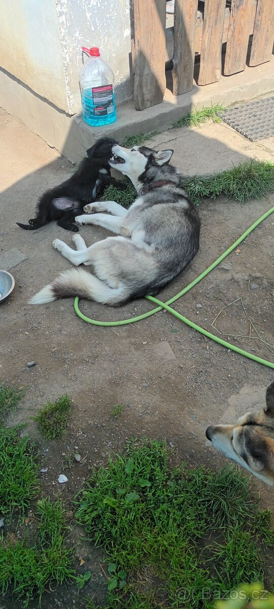 Daruji za cenu útěchy - 2