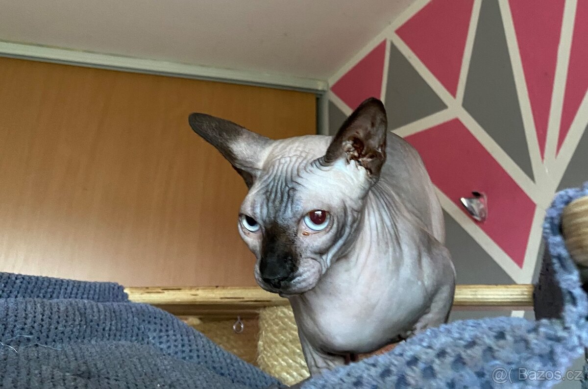 Kanadský sphynx s Pp - 2