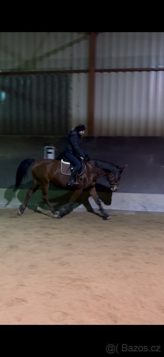 Kobyla Shagya Arab - 2