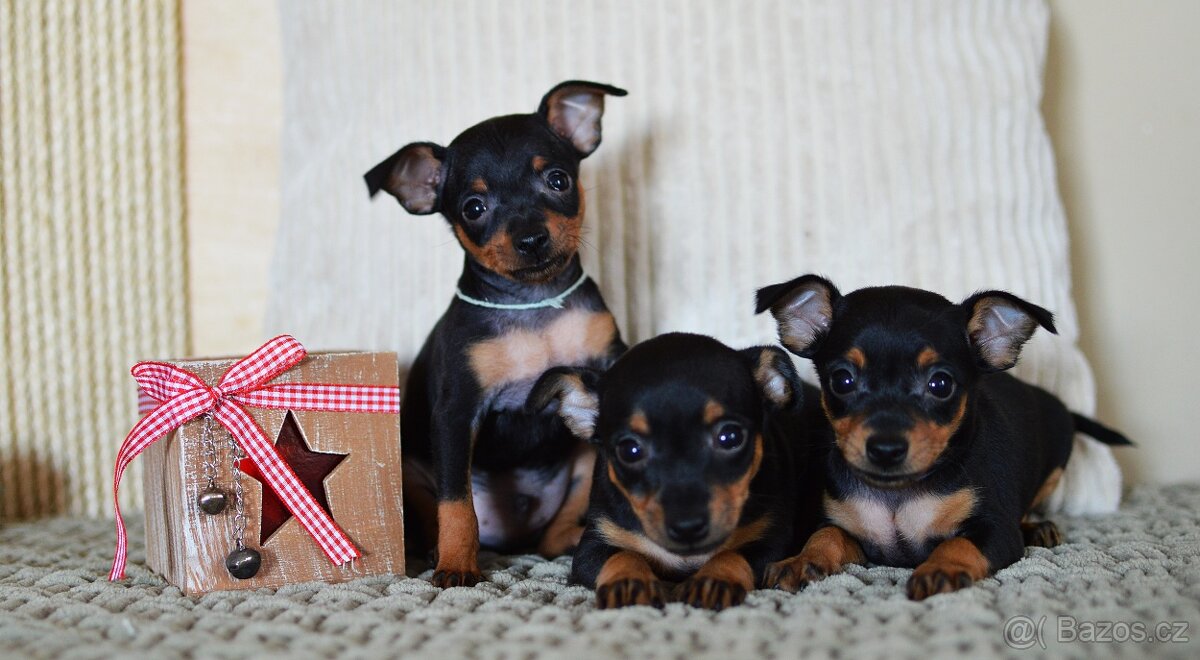 Pražský krysařík s PP - 2