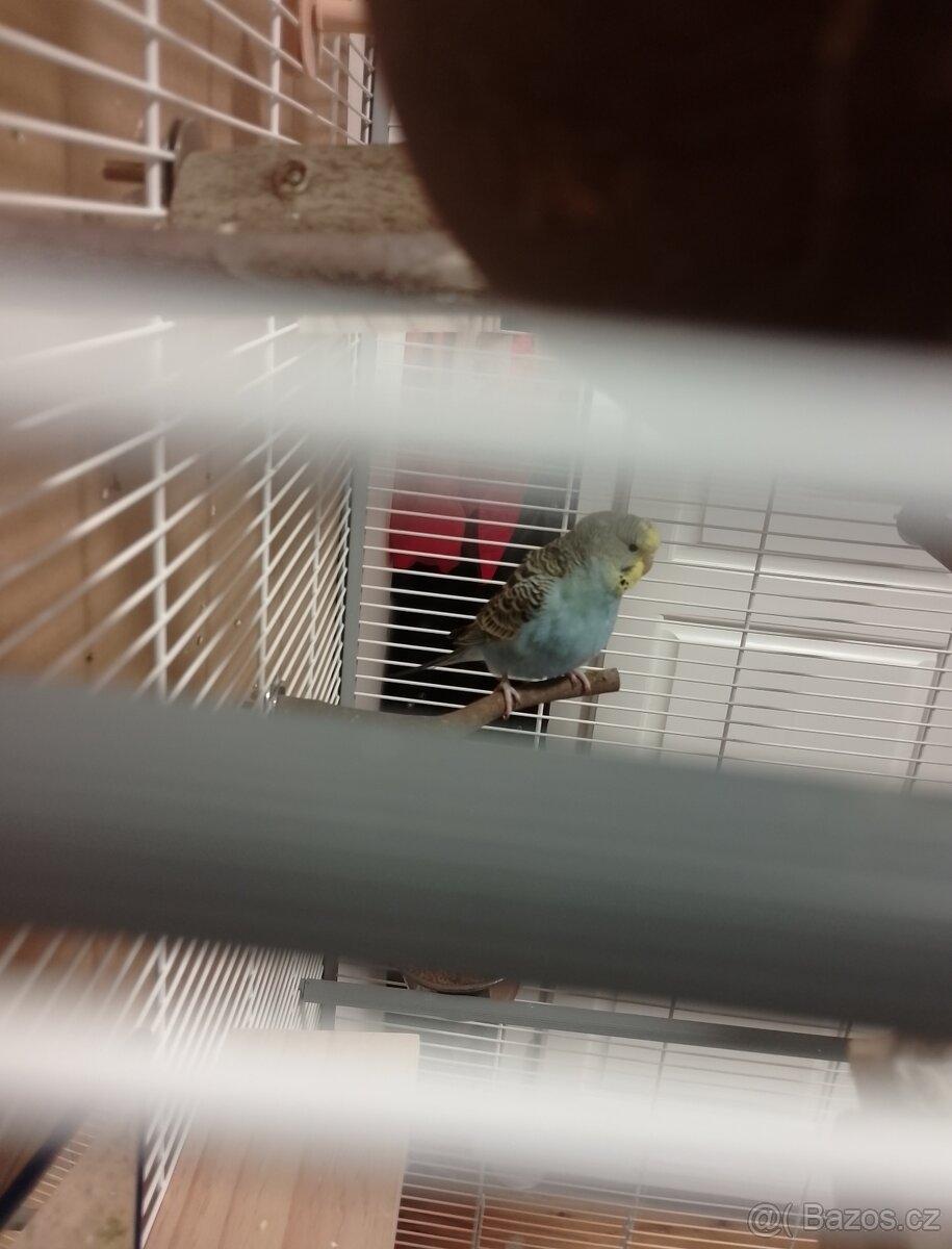 Samice andulky vlnkované - 2