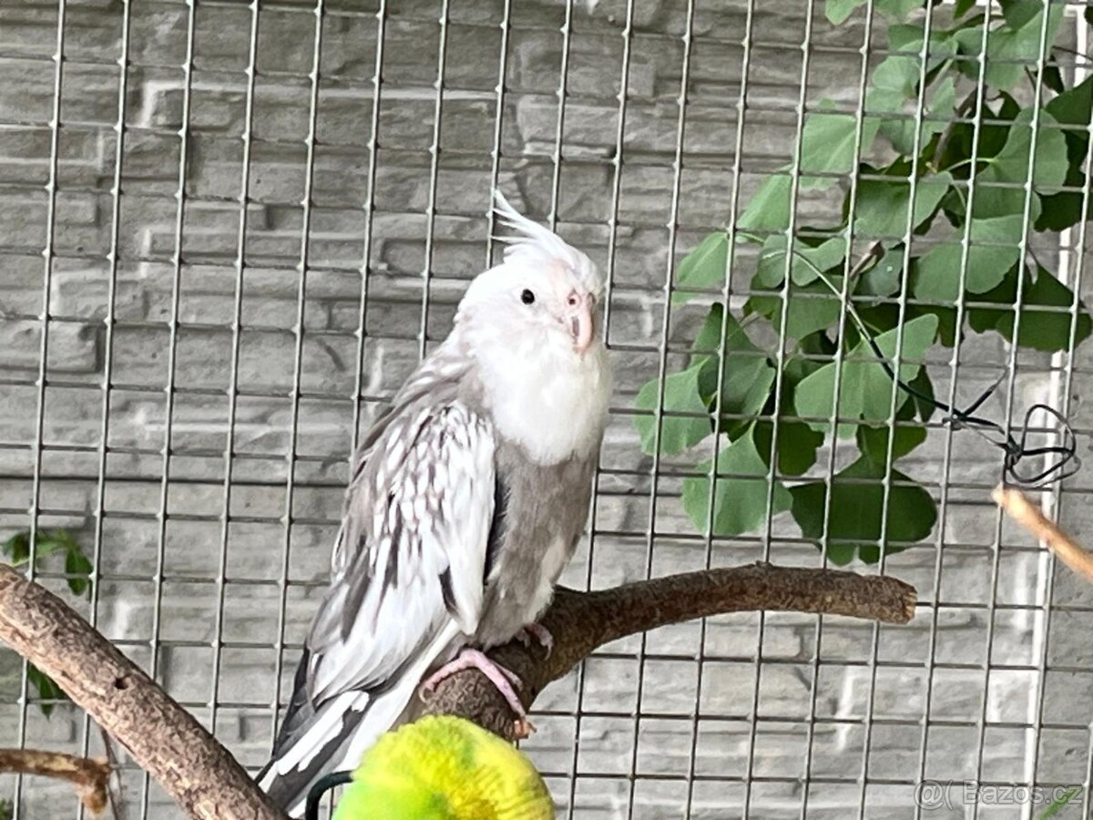 Prodám samce korely bělohlavé - 2