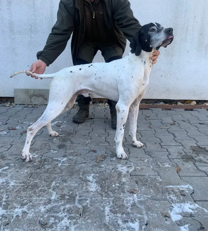 Pointer štěňata s PP - 2