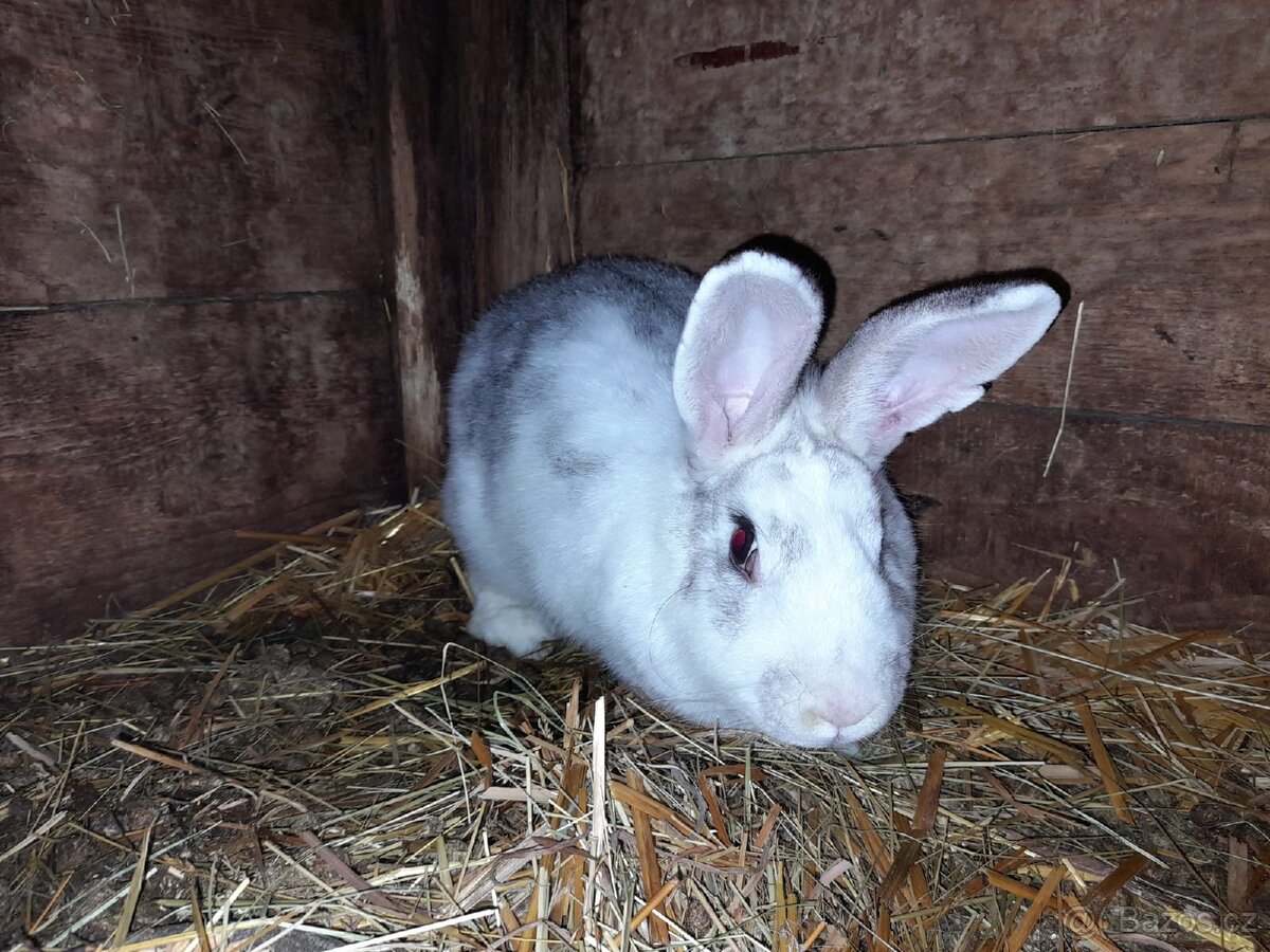 Králíci výkrm - 2